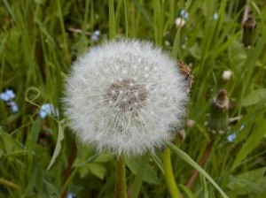 La primavera è in arrivo, in aumento le "doppie allergie"